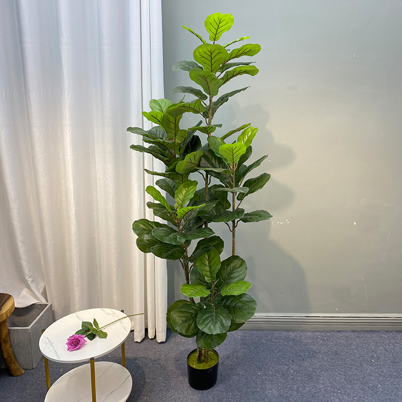 Fiddle Leaf Fig - Tanaman pohon Ficus besar 59in, pohon
