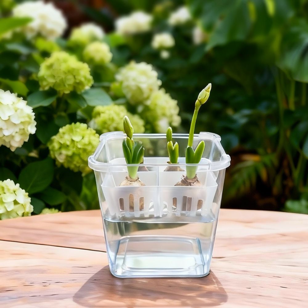 Vas Hidroponik untuk Bunga Tul - Indoor Plants ulasan dan harga