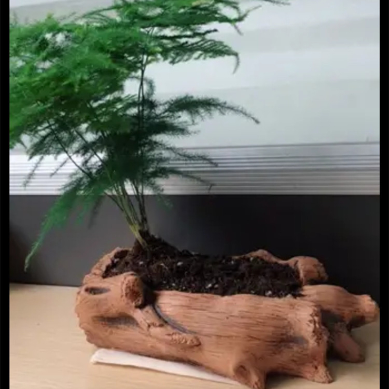 Pot tanaman pot bunga kreatif, - Succulent Set ulasan dan harga