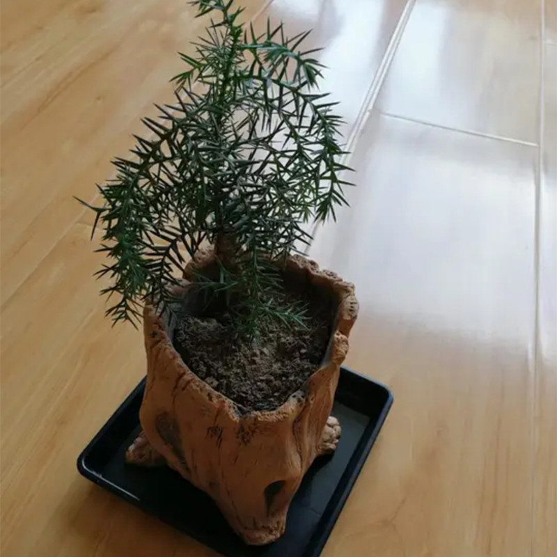 Pot tanaman pot bunga kreatif, - Succulent Set ulasan dan harga