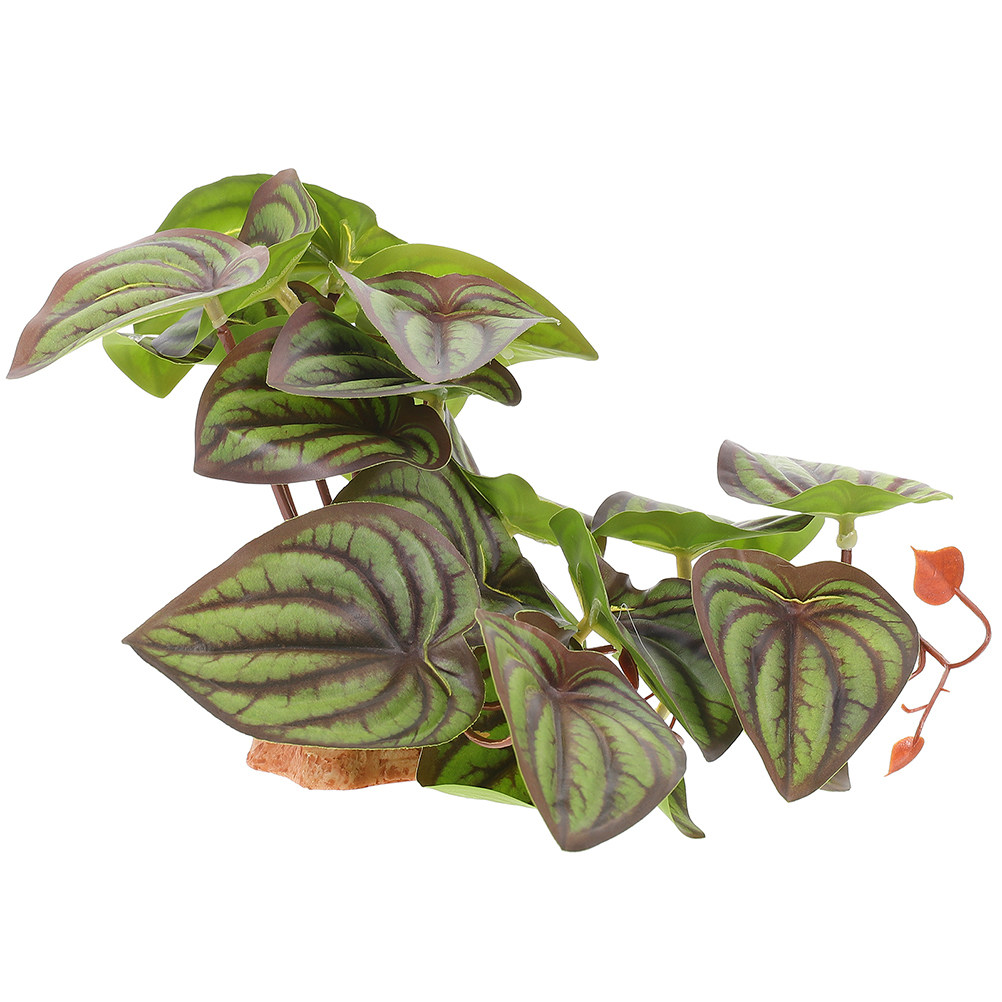 Tanaman Hias Simulasi Berkuali - Snake Plant ulasan dan harga