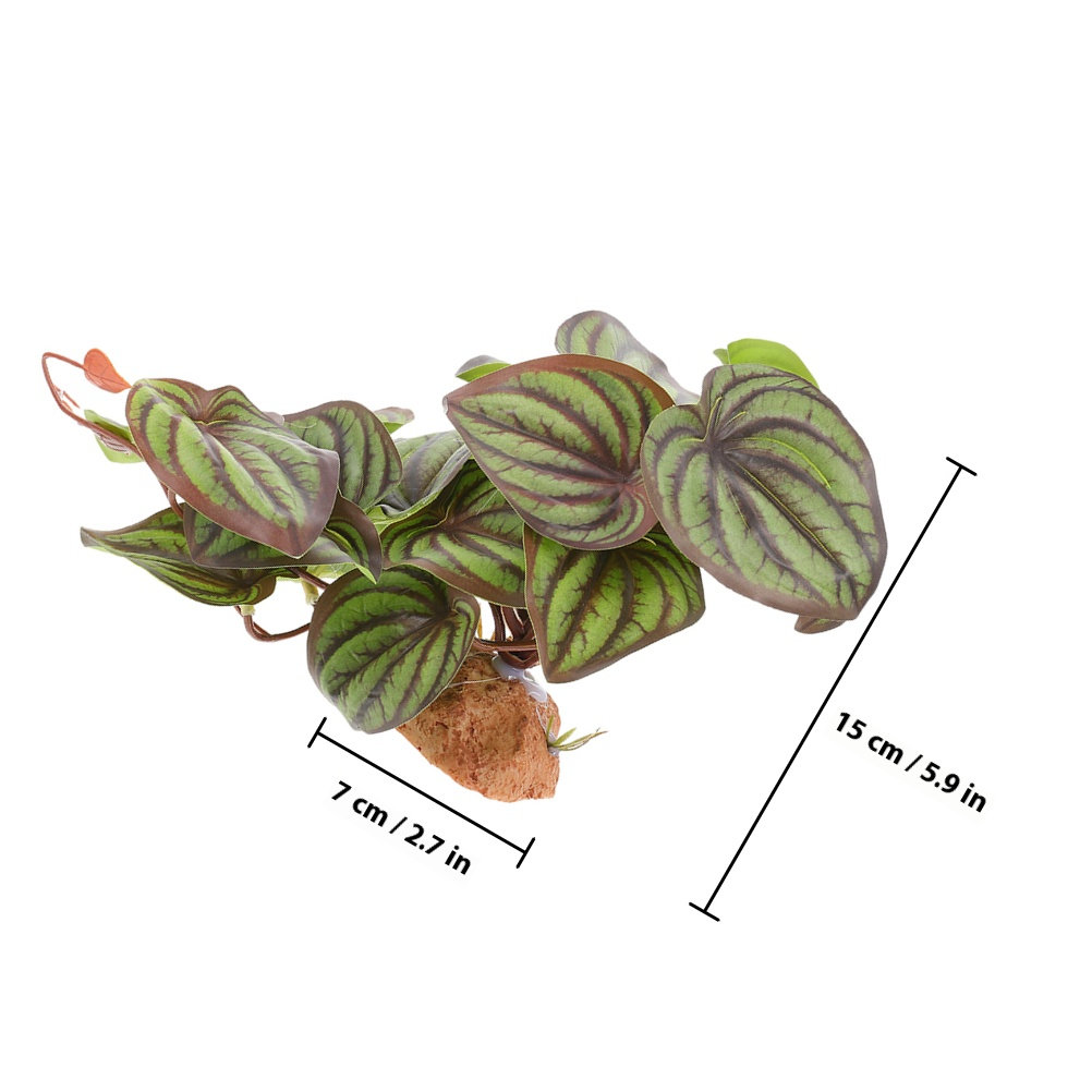 Tanaman Hias Simulasi Berkuali - Snake Plant ulasan dan harga
