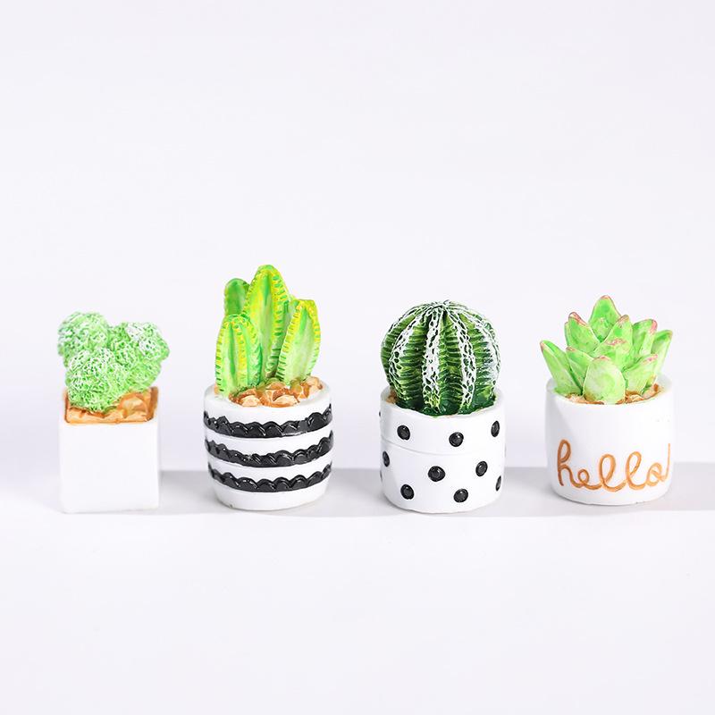 Set 4-Potong Tanaman Sukulen K - Succulent Set ulasan dan harga