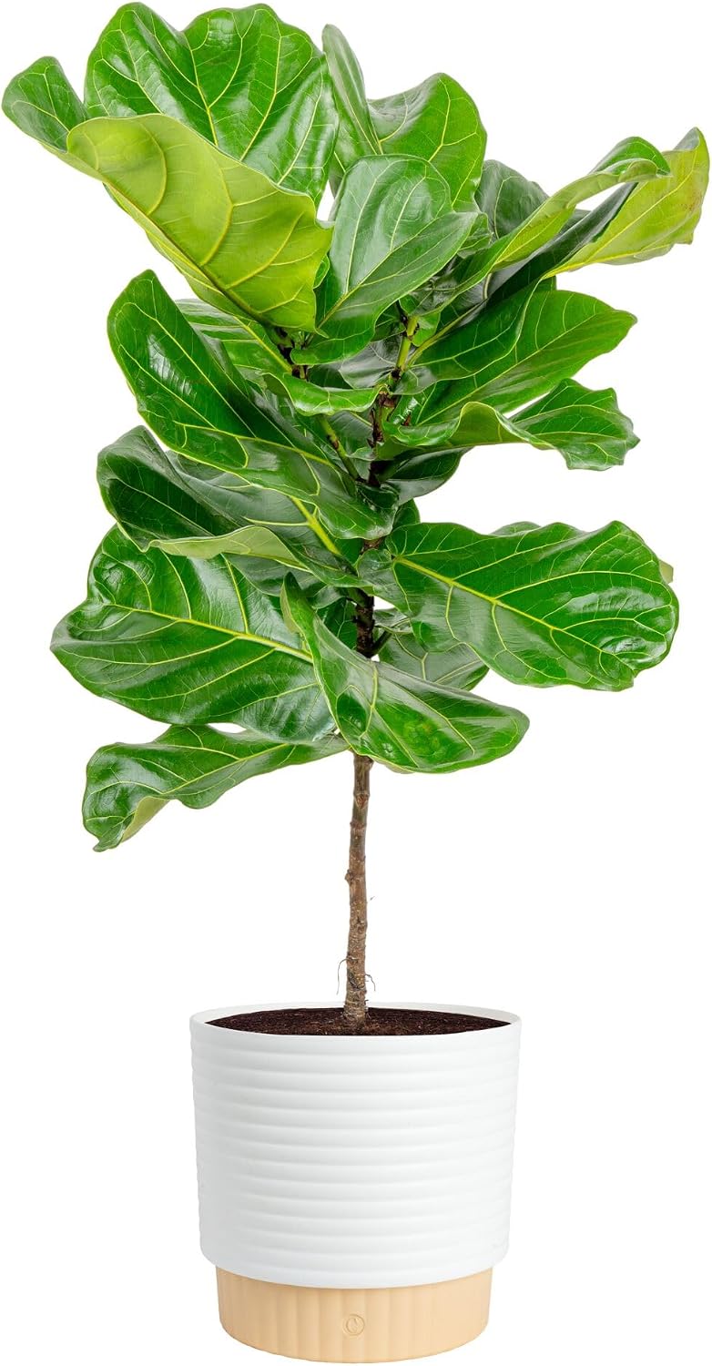Pohon Fiddle Leaf Fig, tanaman - Fiddle Leaf Fig ulasan dan harga