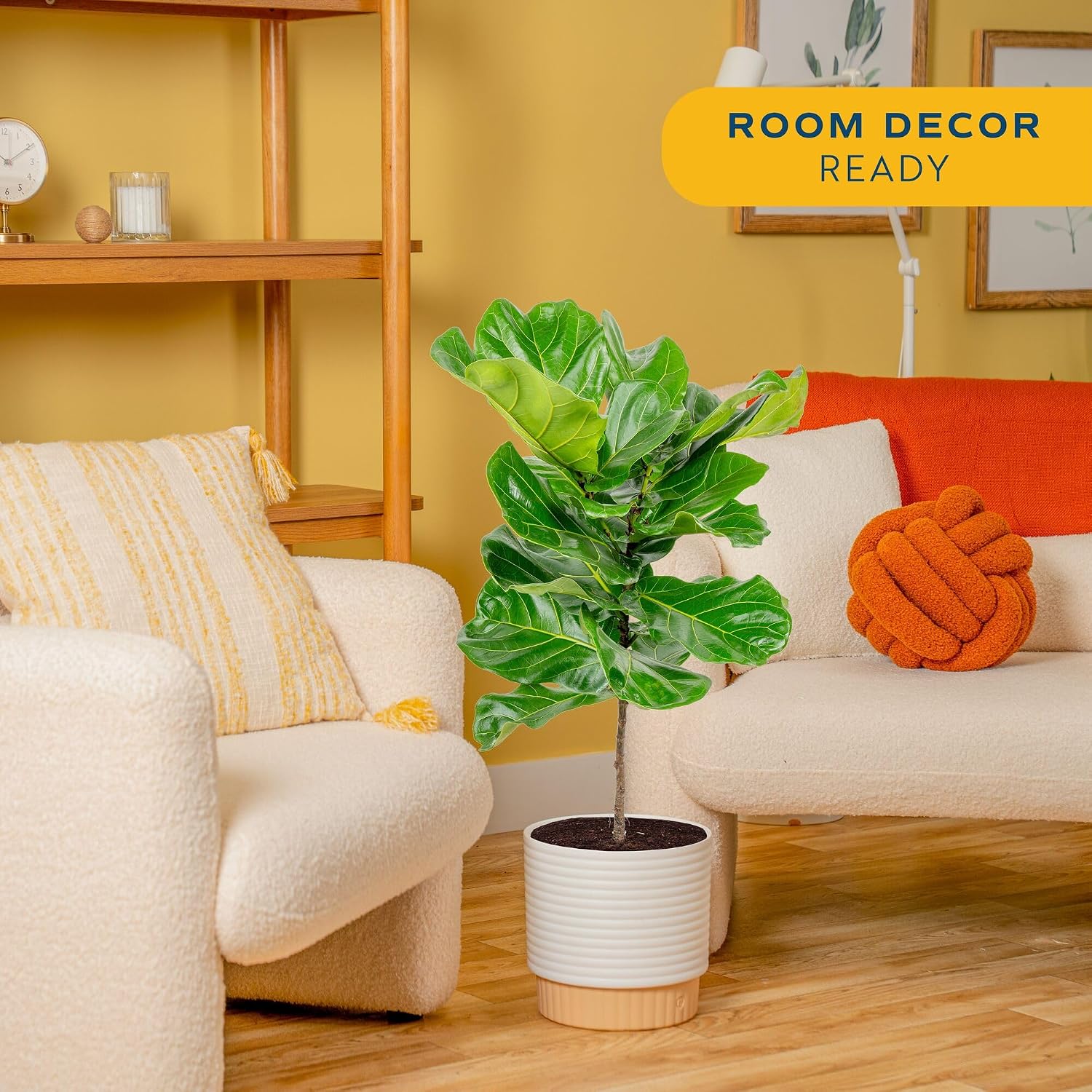 Pohon Fiddle Leaf Fig, tanaman - Fiddle Leaf Fig ulasan dan harga