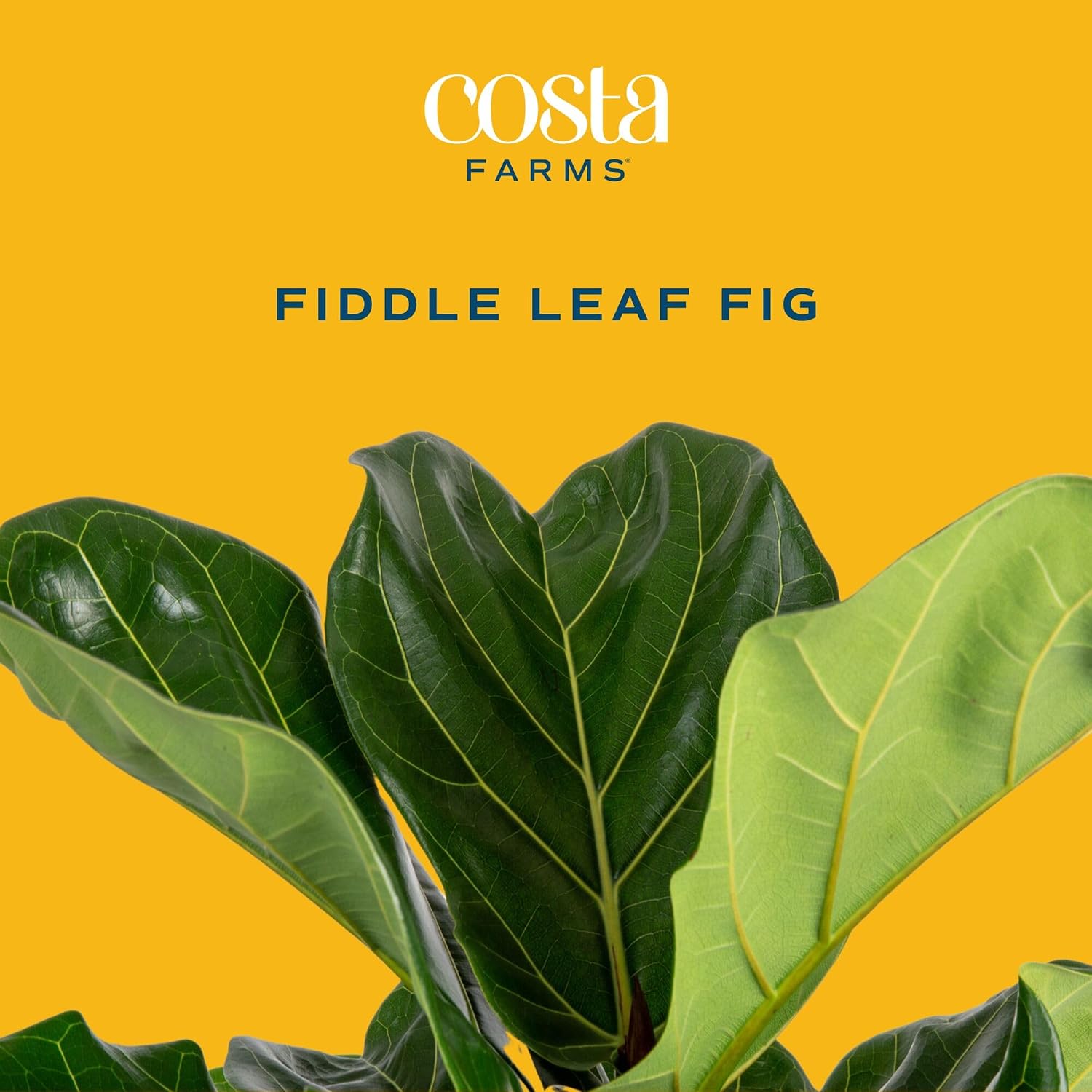 Pohon Fiddle Leaf Fig, tanaman - Fiddle Leaf Fig ulasan dan harga