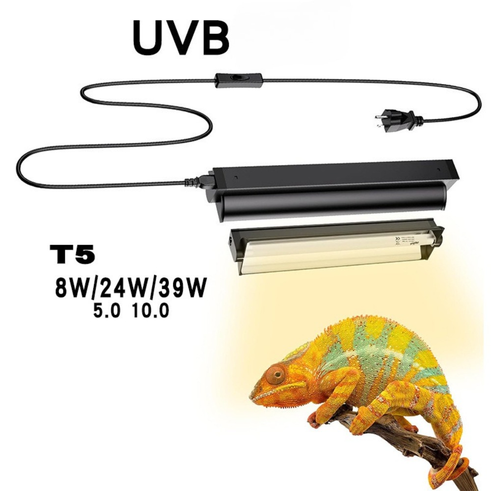 Lampu LED Terarium Tanaman dan - Snake Plant ulasan dan harga